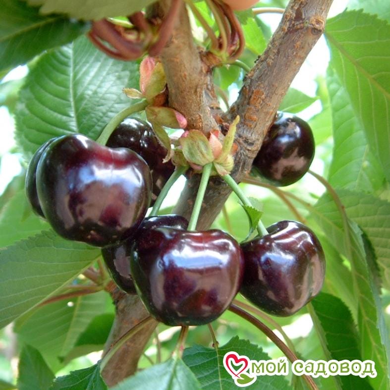 Черешня Регина
