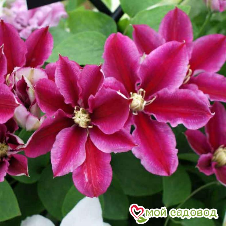 Клематис Анжела ЗКС