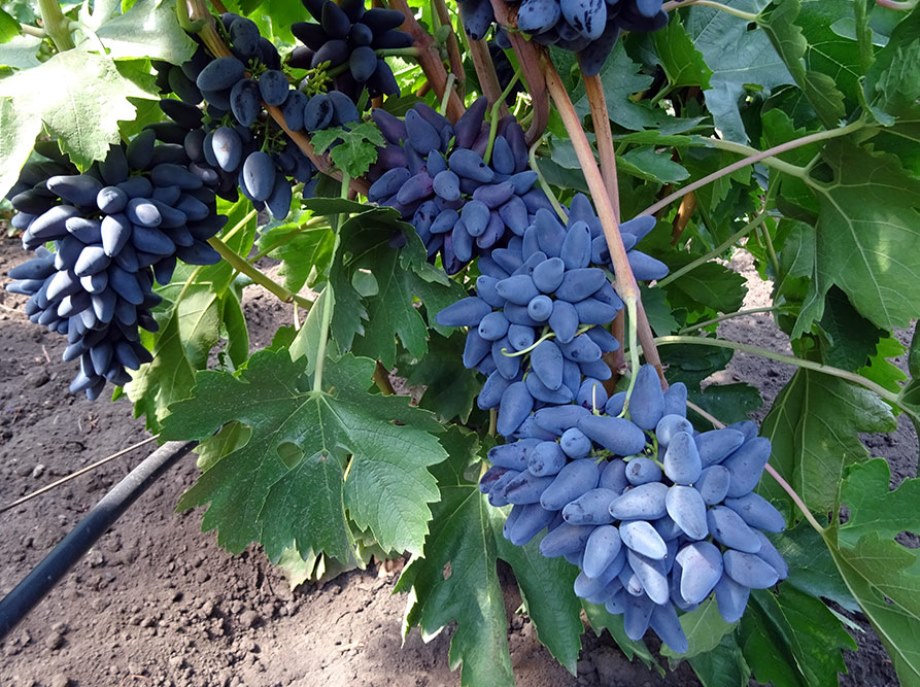 Виноград Викинг